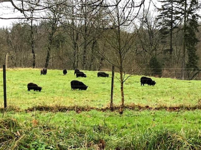 Merveilleux Cottage Dans Parc De 7,5 Hectares Saint-Nicolas-du-Pelem Bagian luar foto